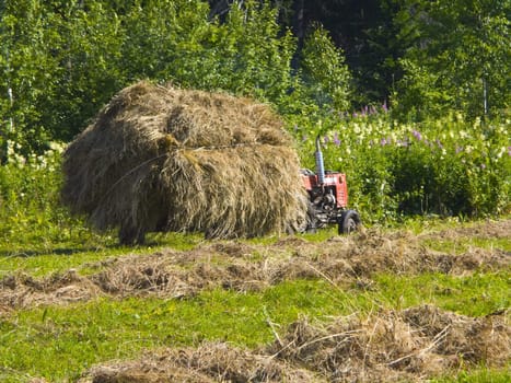 The image of preparation of hay peasants in Siberia