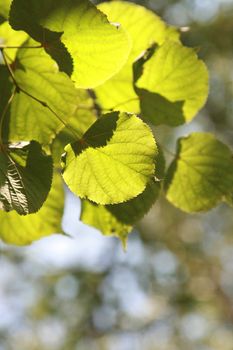 Bright green leaves in sunny summer day