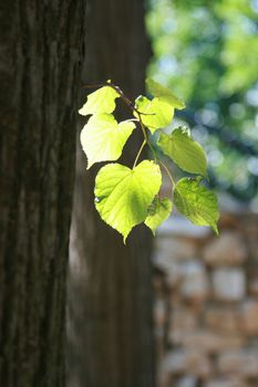 Bright green leaves in sunny summer day