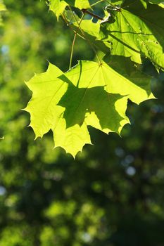 Green maple leaves shined by a sunlight