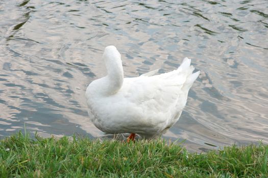 The white goose costs on coast of the river