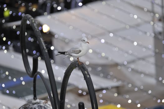 seagull standing above Dutch free markt