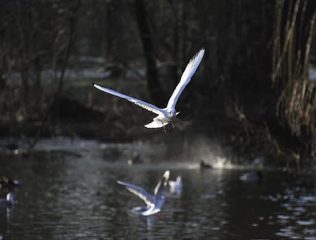seagull soaring on a woody lake