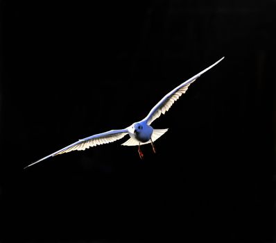 isolated soaring seagull on black backgrounds