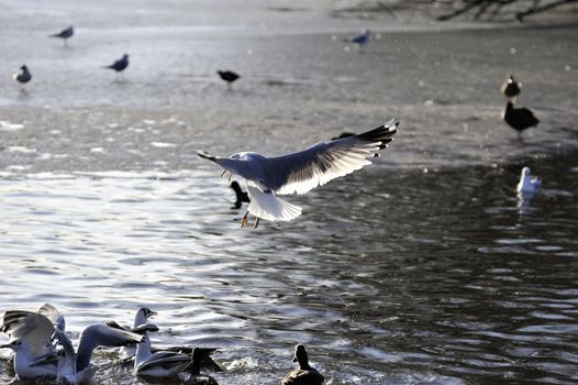 seagull landing on icy lake with fully open wing