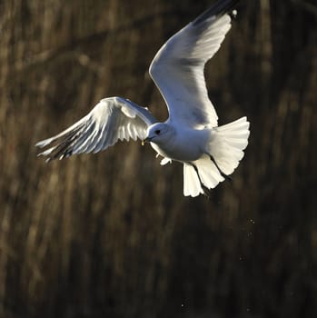 seagull soaring on a woody lake