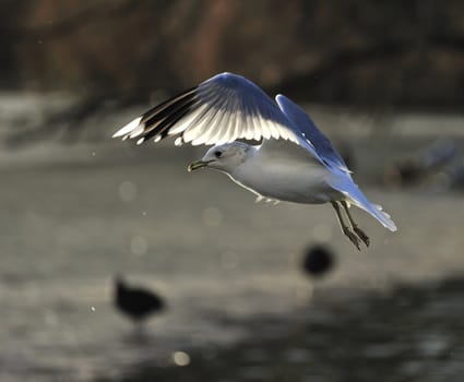 seagull soaring on a lake