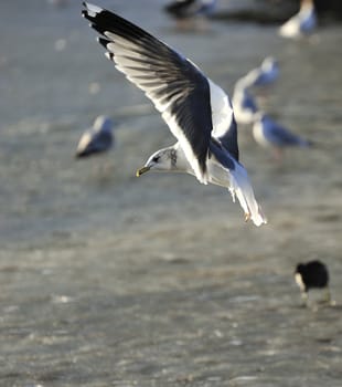 seagull landing on icy lake