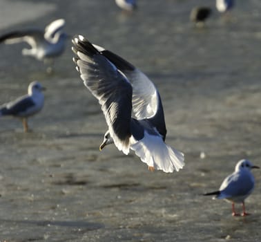 seagull landing on icy lake