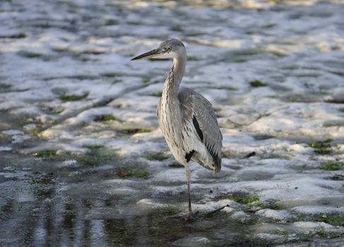 elegant heron resting on icy lake standing with one claw