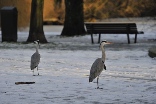 two great blue heons looking into different directions in a icy park in beautiful sunset beam.