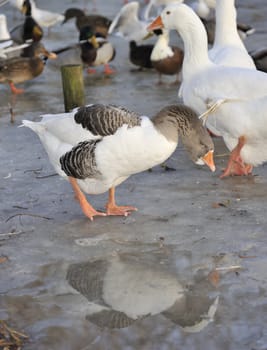 goose roosting on icy lake, looking into reflection of itself