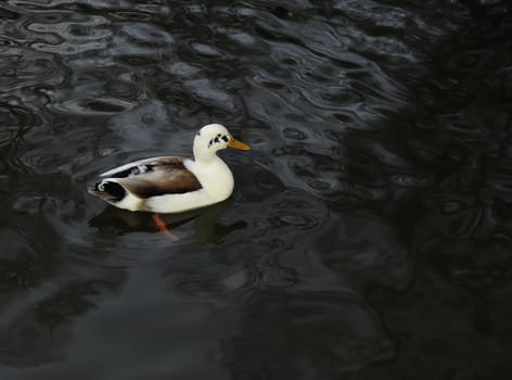 duck swimming on clear lake