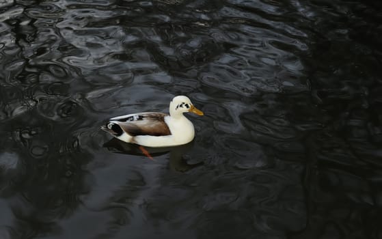 duck swimming on clear lake