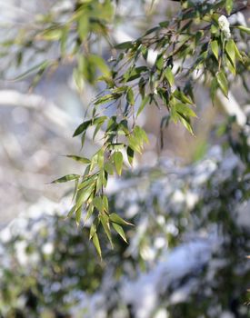 branch leaves with shiny melting ice and snow