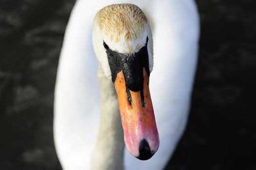 portrait of mute swan on a lake