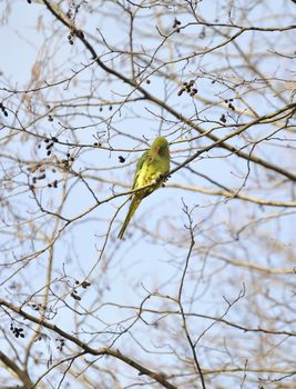 wild rose-ringed parakeet moving its claw under strong sunlight beam