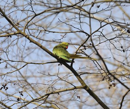 wild rose-ringed parakeet turns and stares