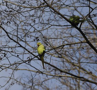 female rose-ringed parakeet resting on branches 