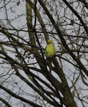 female rose-ringed parakeet resting on branches 