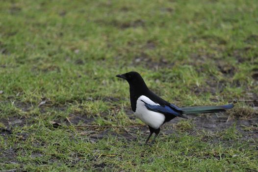 European Magpie resting on green grass field