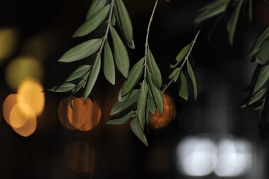 leaves in night with back light