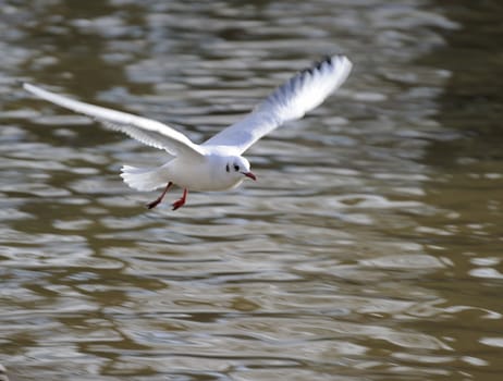 seagull soaring on a woody lake