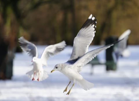 two seagull landing in an icy park with fully open wing