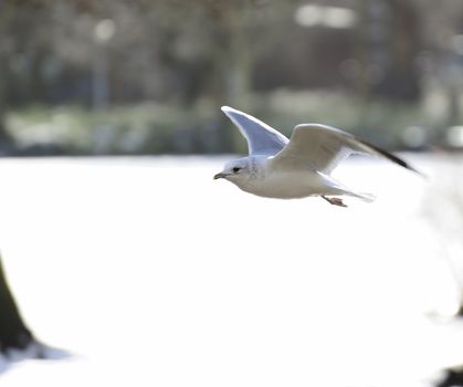 seagull soaring on a woody lake