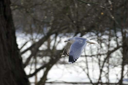 seagull soaring on a woody lake