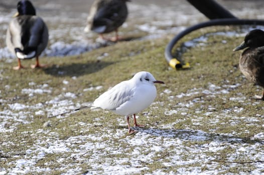 seagull resting under warm sunlight