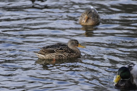 duck swimming on a lake