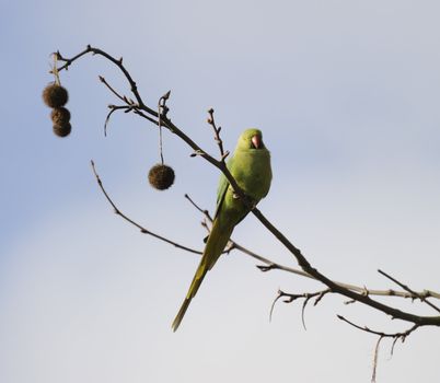 rose ringed parakeet roosting on branch with beautiful cloudy blue sky as background
