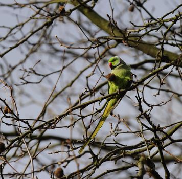 wild rose ringed parakeet holding its food with one claw and the branch with the other