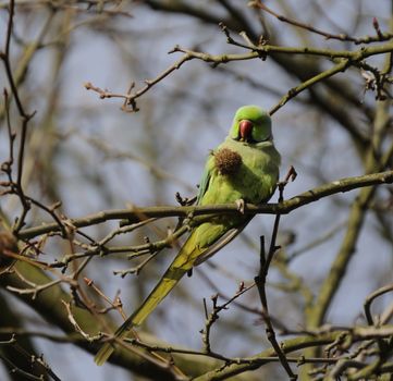 wild rose ringed parakeet holding its food with one claw and the branch with the other