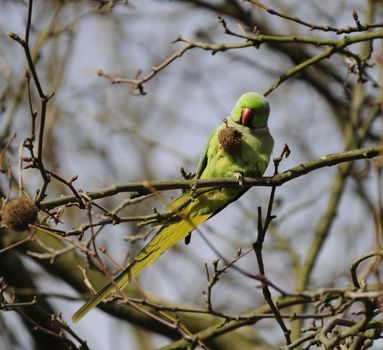 wild rose ringed parakeet holding its food with one claw and the branch with the other