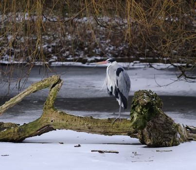 great blue heron resting a collapsed tree on a icy lake