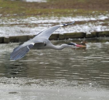 great blue heron soaring on surface of icy lake, wings fully open