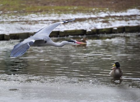 great blue heron soaring on surface of icy lake, wings fully open