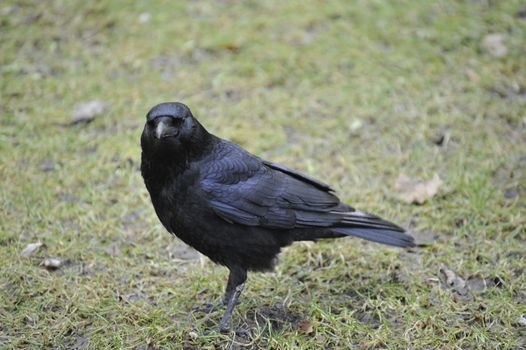 carrion crow resting on green grass field