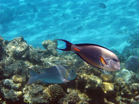 Tropical fishes and coral reef in Red sea