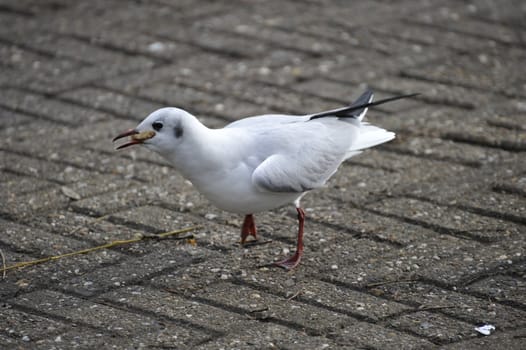 seagull feeding on concrete road