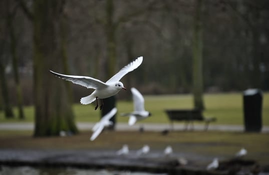 seagull soaring on a lake