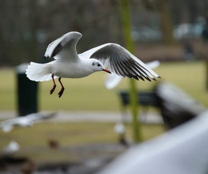 seagull soaring on a lake