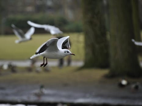 seagull soaring on a lake