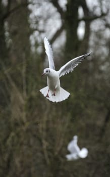 seagull soaring on a lake in rain