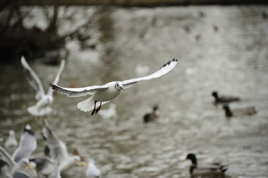 seagull soaring on a lake