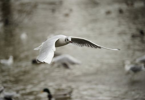 seagull soaring on a lake