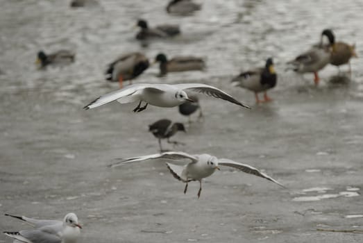 seagull soaring on a lake