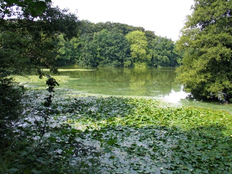 Beautiful fishing lake with water lilies and trees around